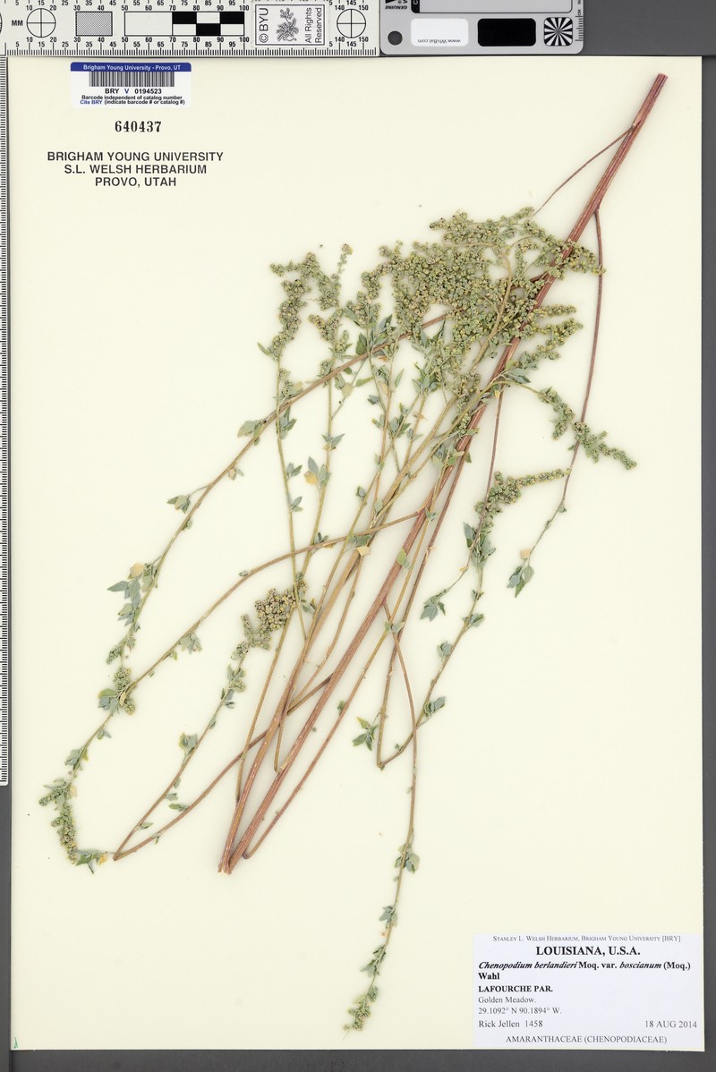 Chenopodium berlandieri var. boscianum photo 5
