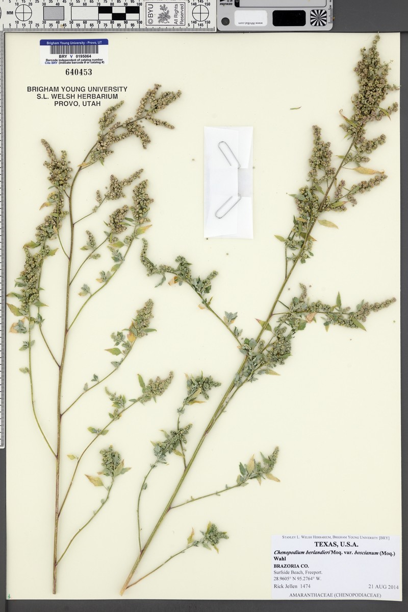 Chenopodium berlandieri var. boscianum photo 6