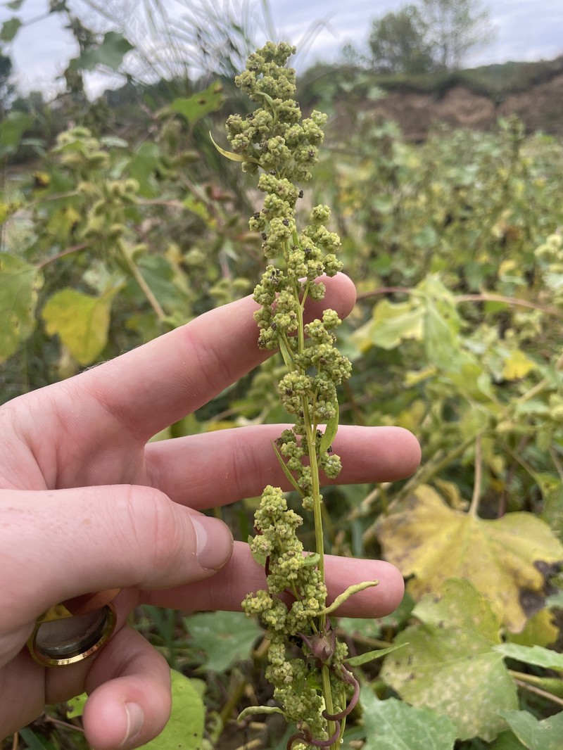 Chenopodium berlandieri var. bushianum
