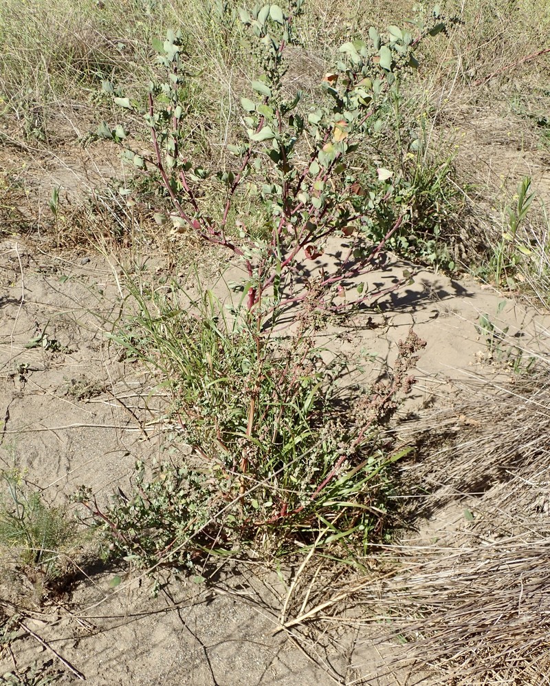 Chenopodium berlandieri var. bushianum photo 2