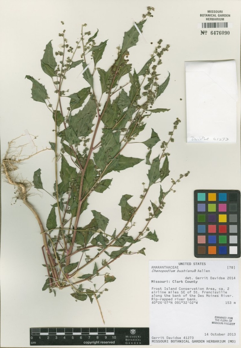 Chenopodium berlandieri var. bushianum photo 4