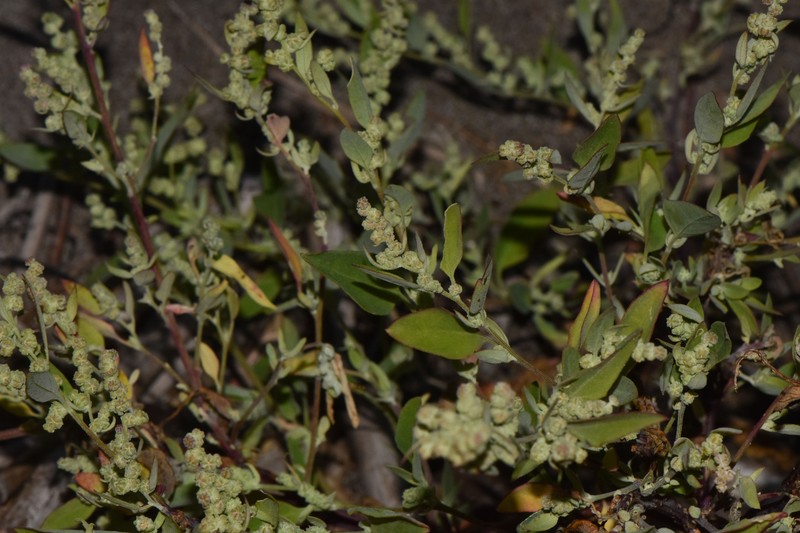 Chenopodium berlandieri var. macrocalycium photo 2
