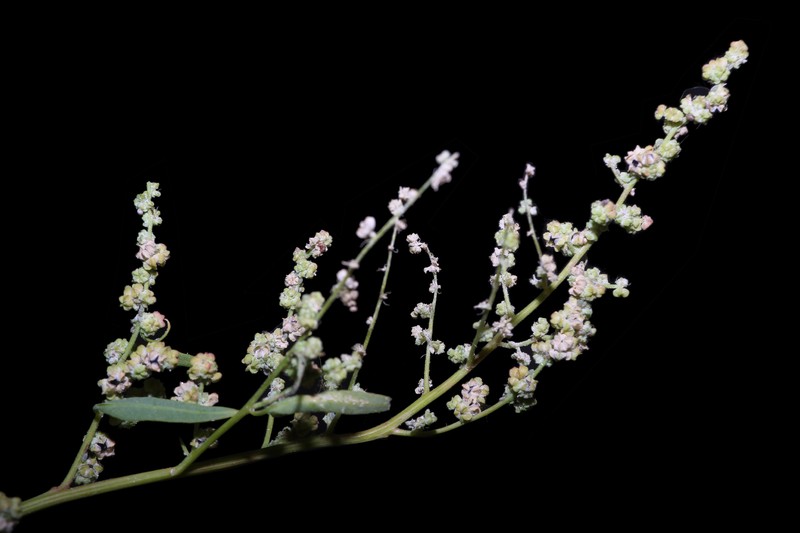 Chenopodium berlandieri var. macrocalycium photo 4