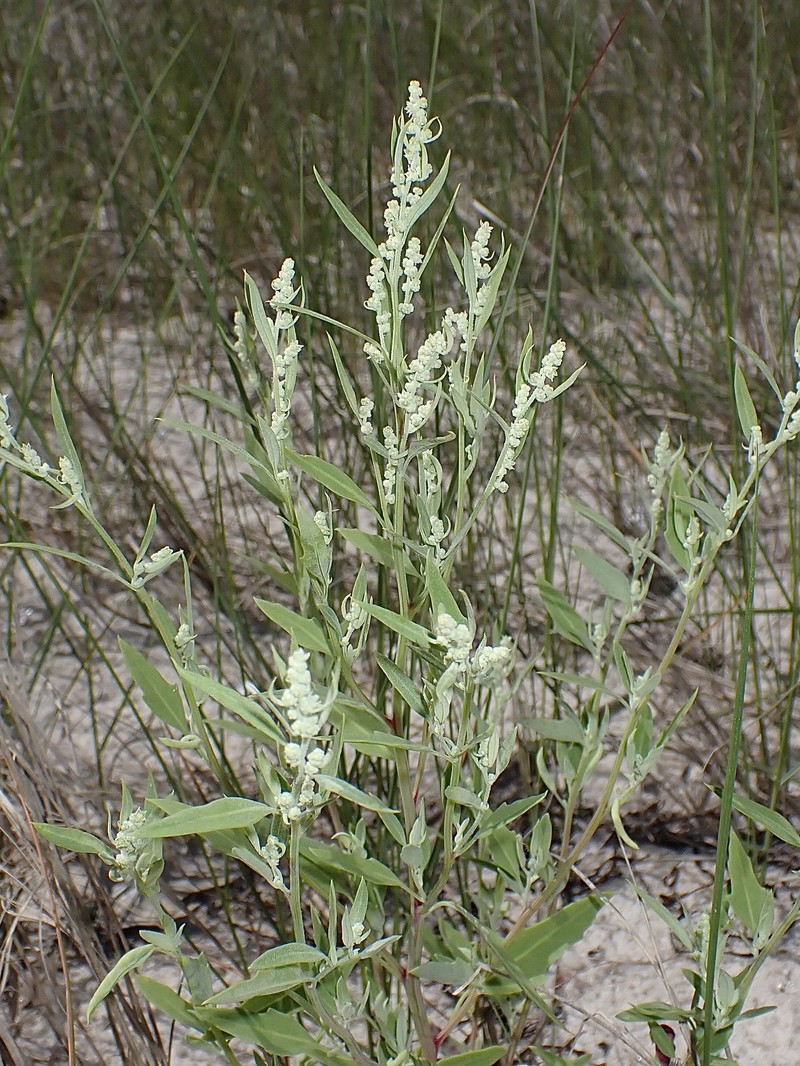 Chenopodium berlandieri var. macrocalycium photo 7