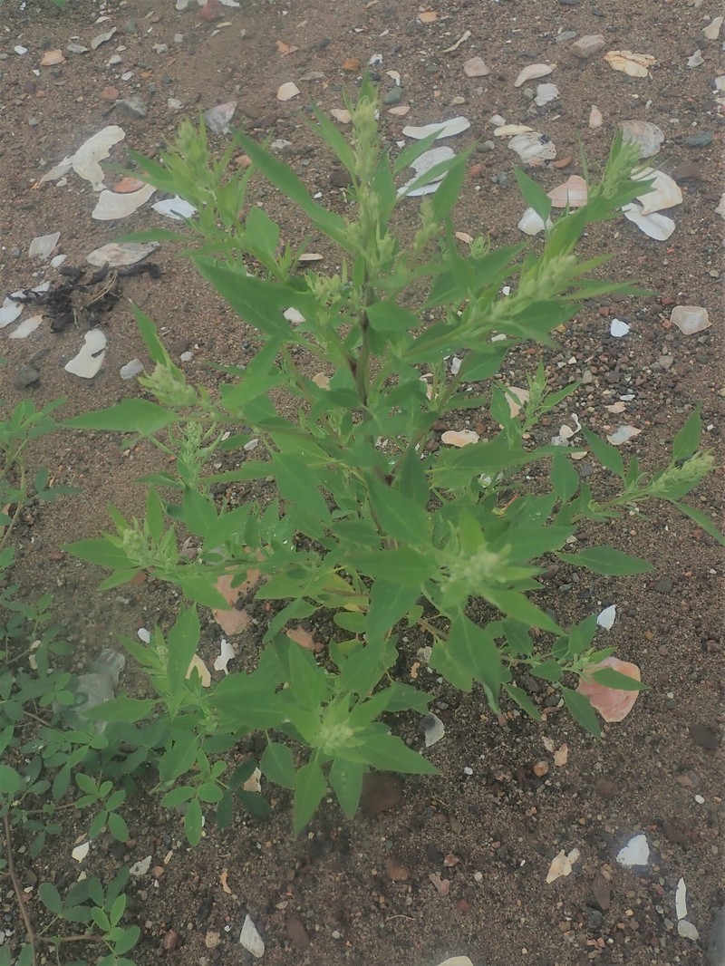 Chenopodium berlandieri var. macrocalycium photo 8
