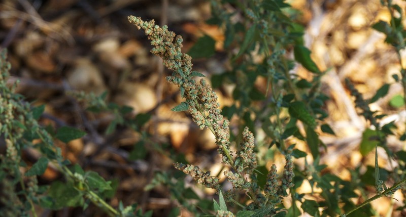 Chenopodium berlandieri var. sinuatum