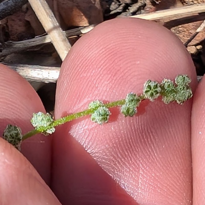 Chenopodium berlandieri var. sinuatum photo 2