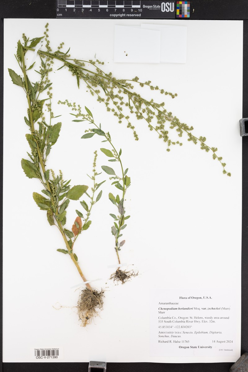 Chenopodium berlandieri var. zschackei photo 2