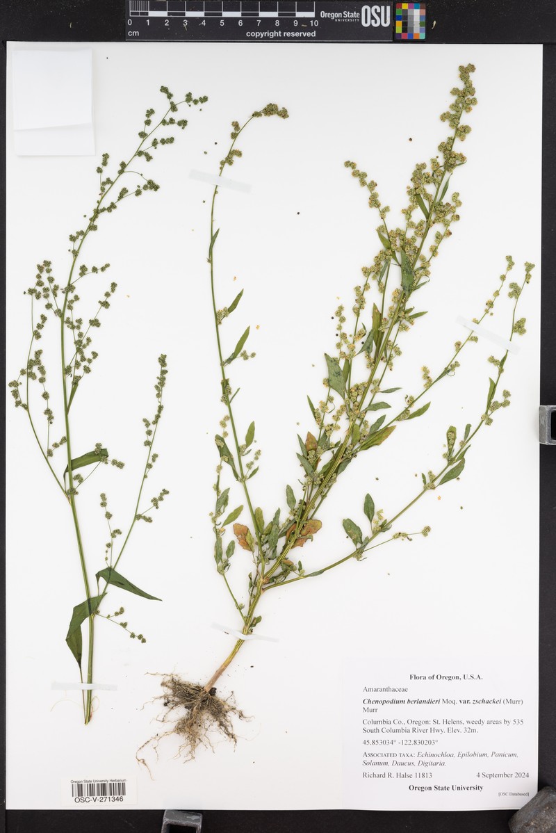 Chenopodium berlandieri var. zschackei photo 3
