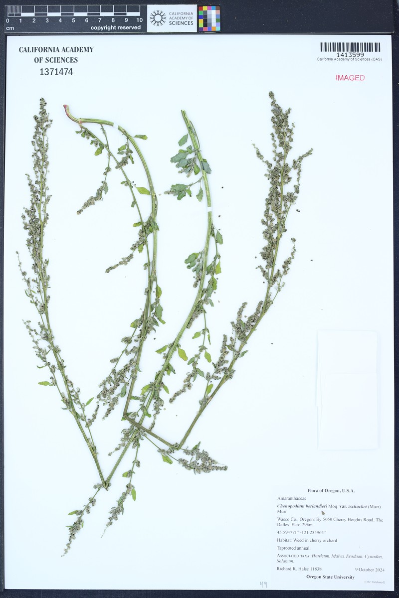 Chenopodium berlandieri var. zschackei photo 4