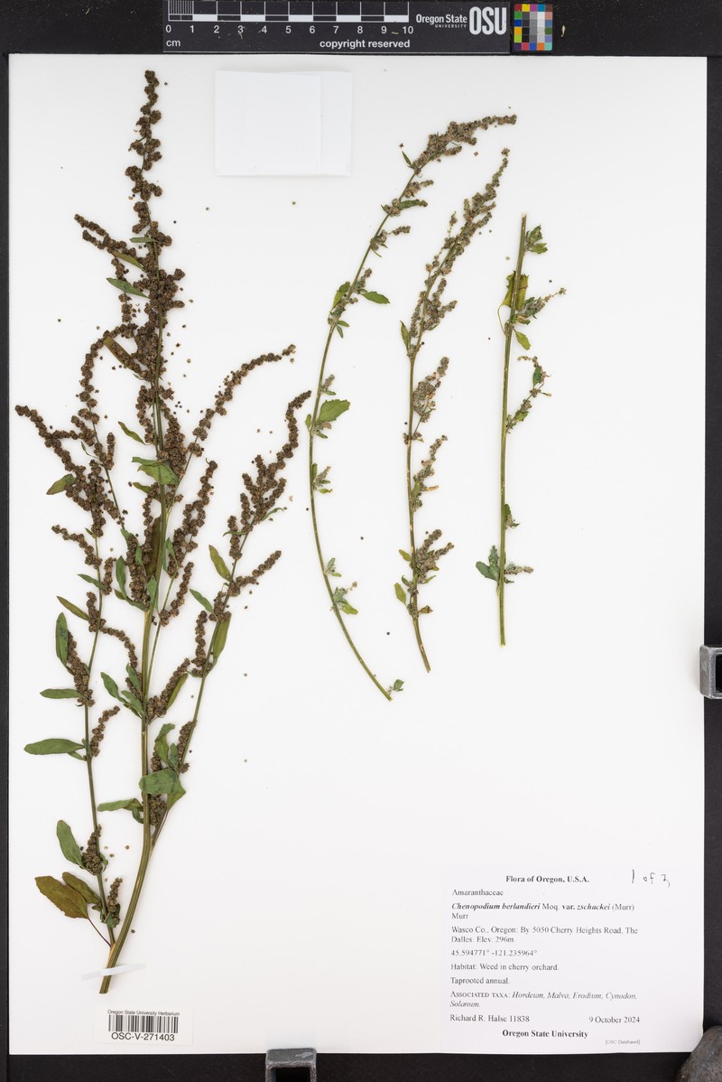 Chenopodium berlandieri var. zschackei photo 5