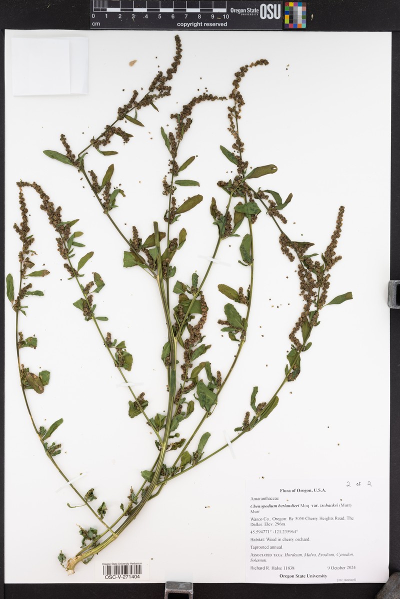 Chenopodium berlandieri var. zschackei photo 6