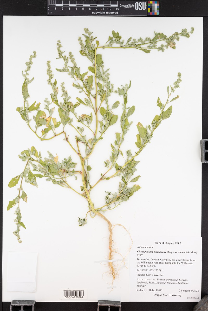 Chenopodium berlandieri var. zschackei photo 7