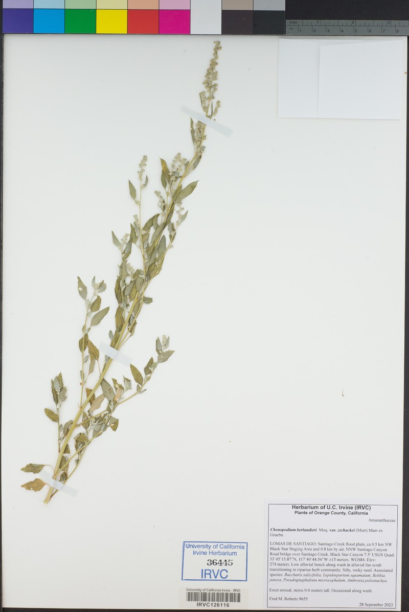 Chenopodium berlandieri var. zschackei photo 8