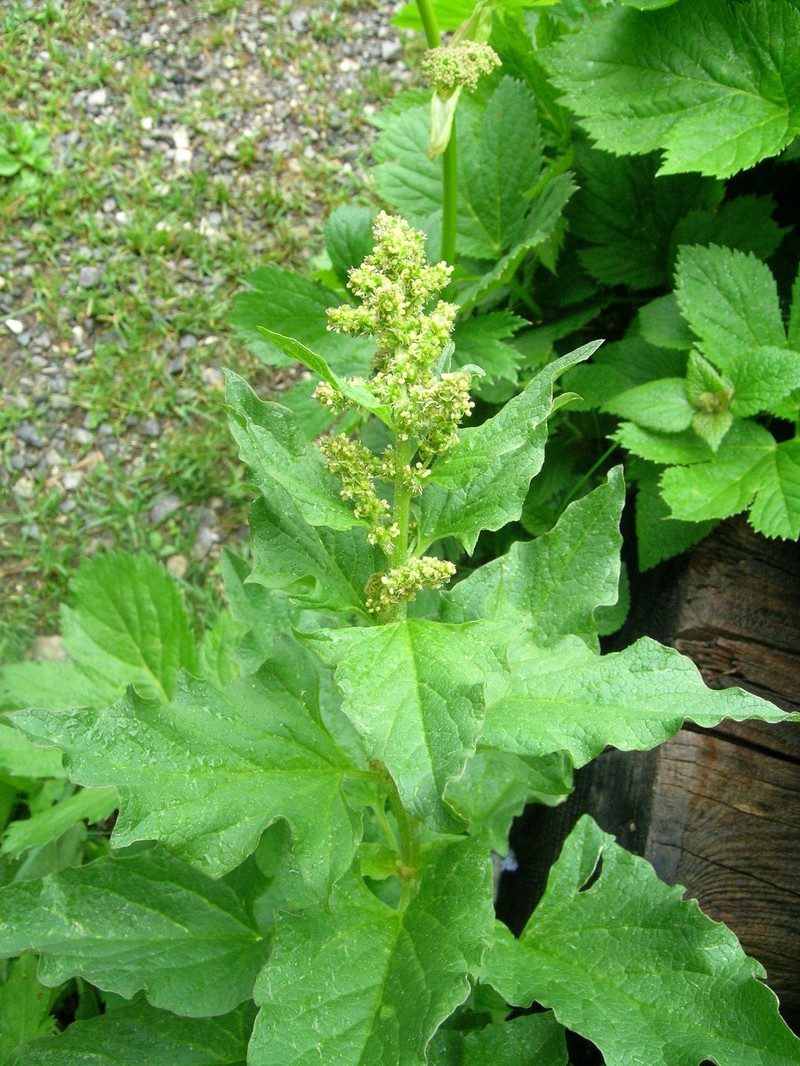 Good King Henry photo 2