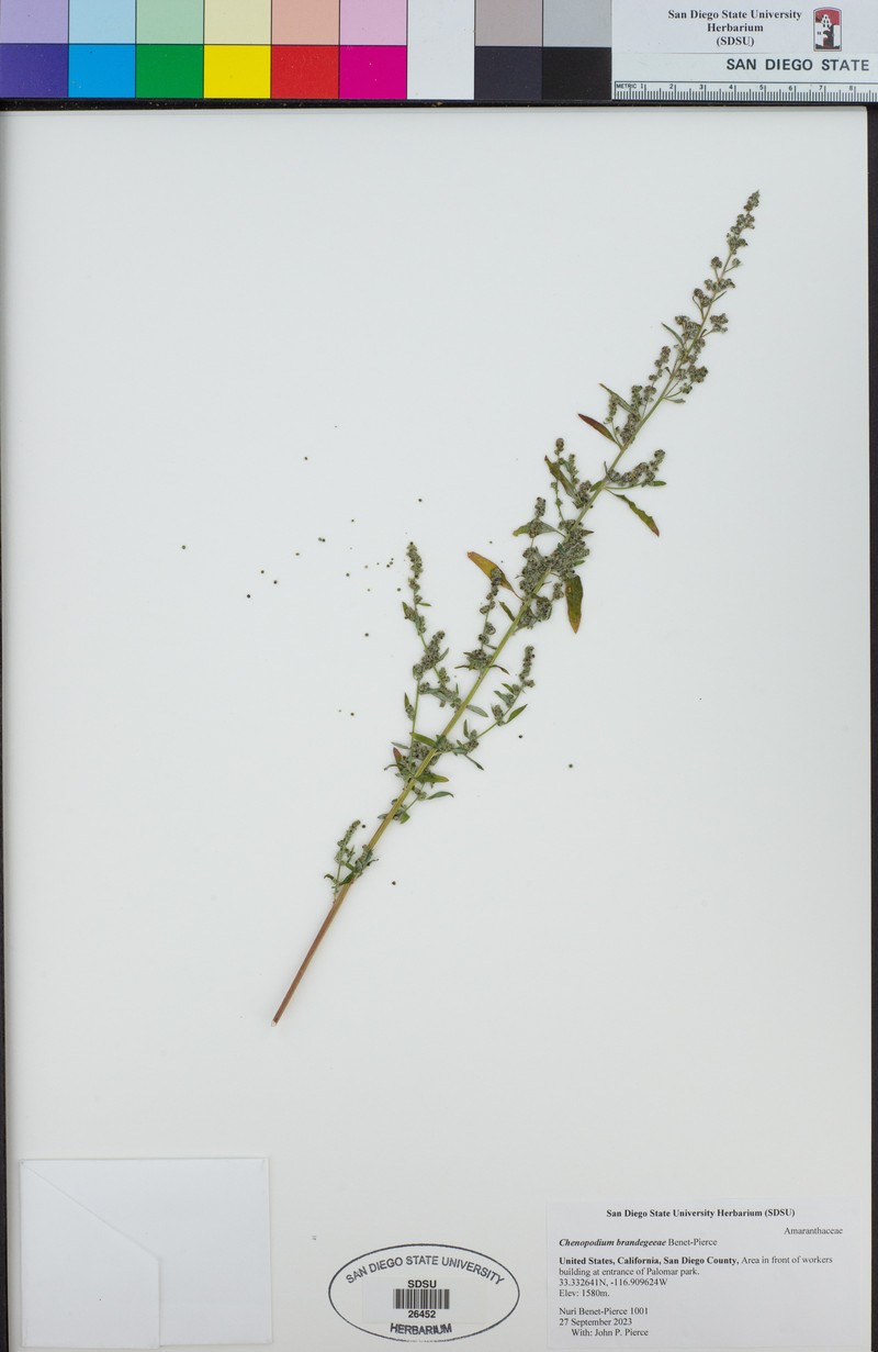 Chenopodium brandegeeae