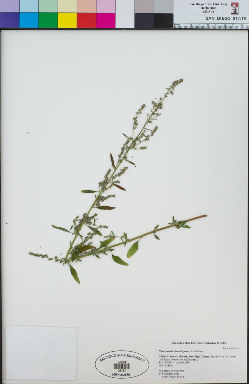 Chenopodium brandegeeae photo 2