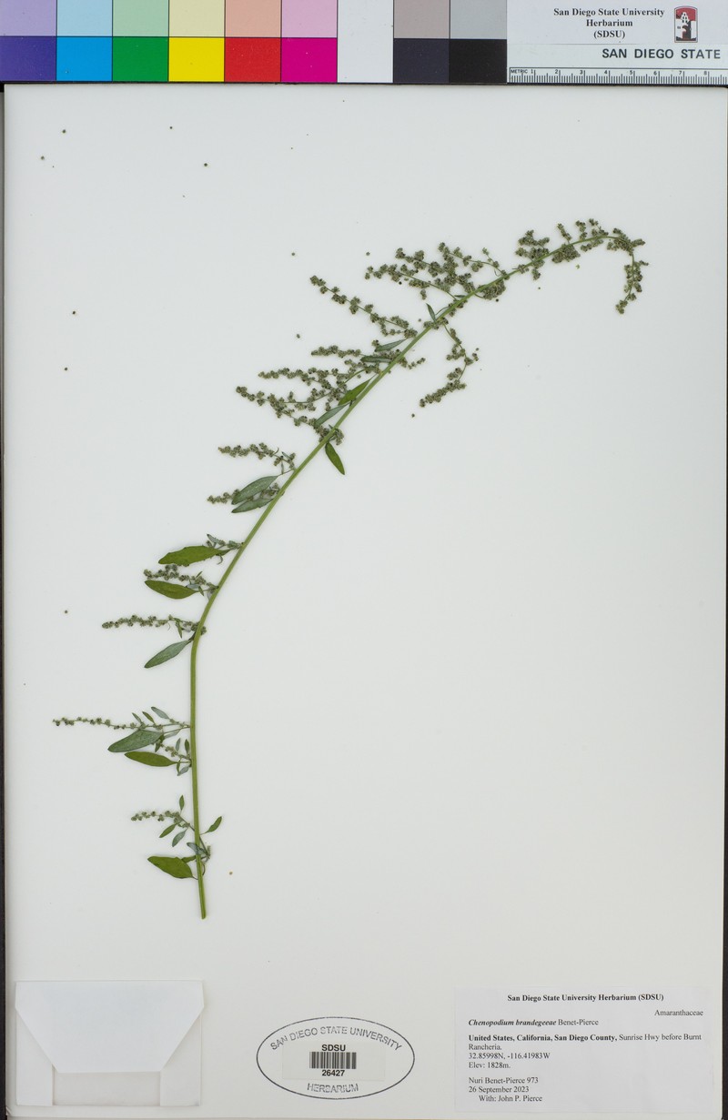 Chenopodium brandegeeae photo 3