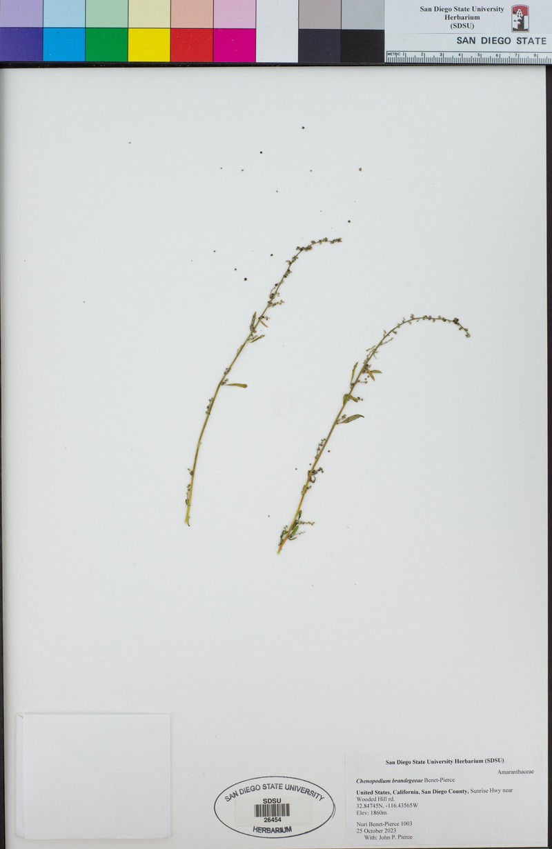 Chenopodium brandegeeae photo 4