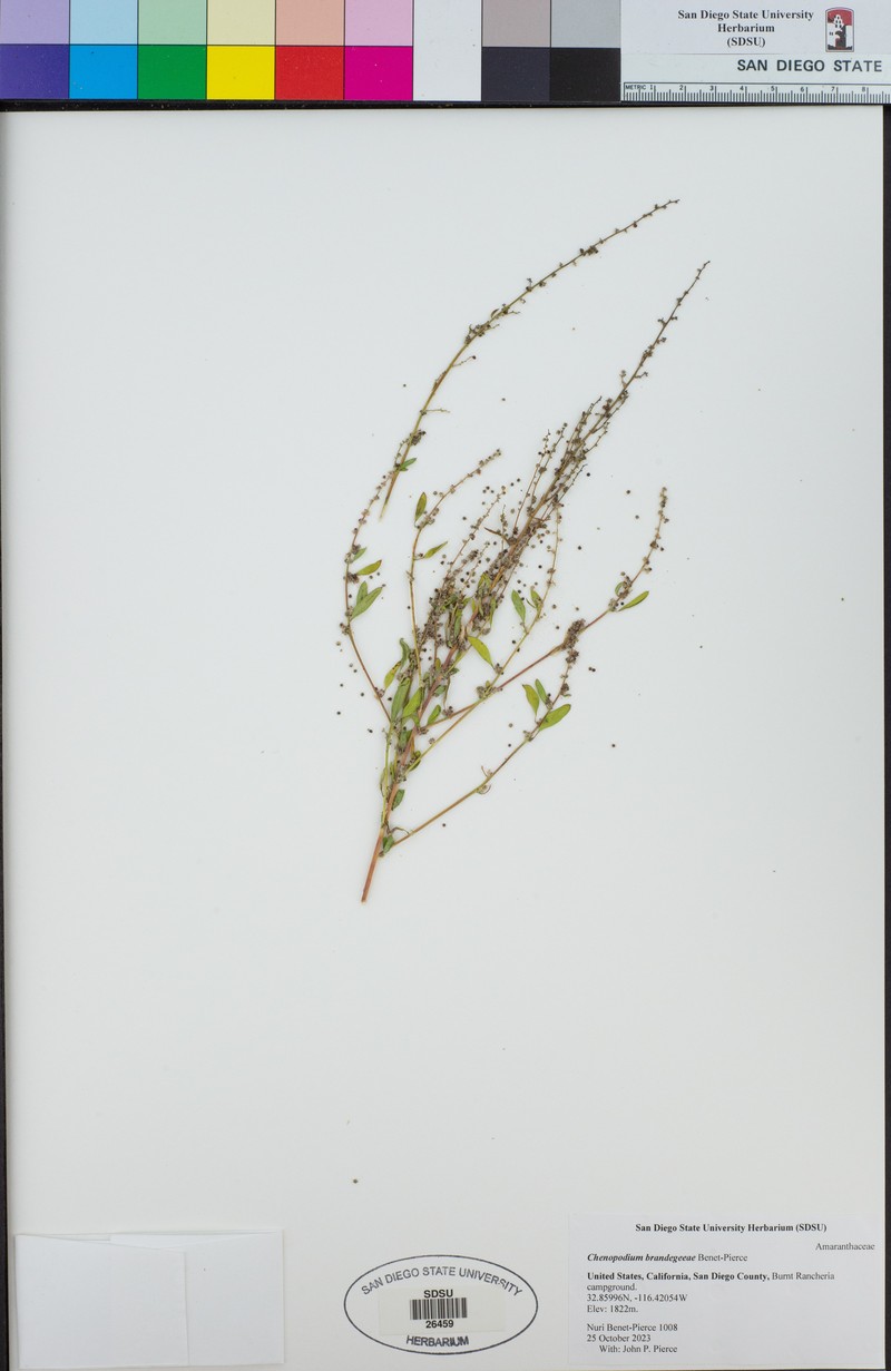 Chenopodium brandegeeae photo 5