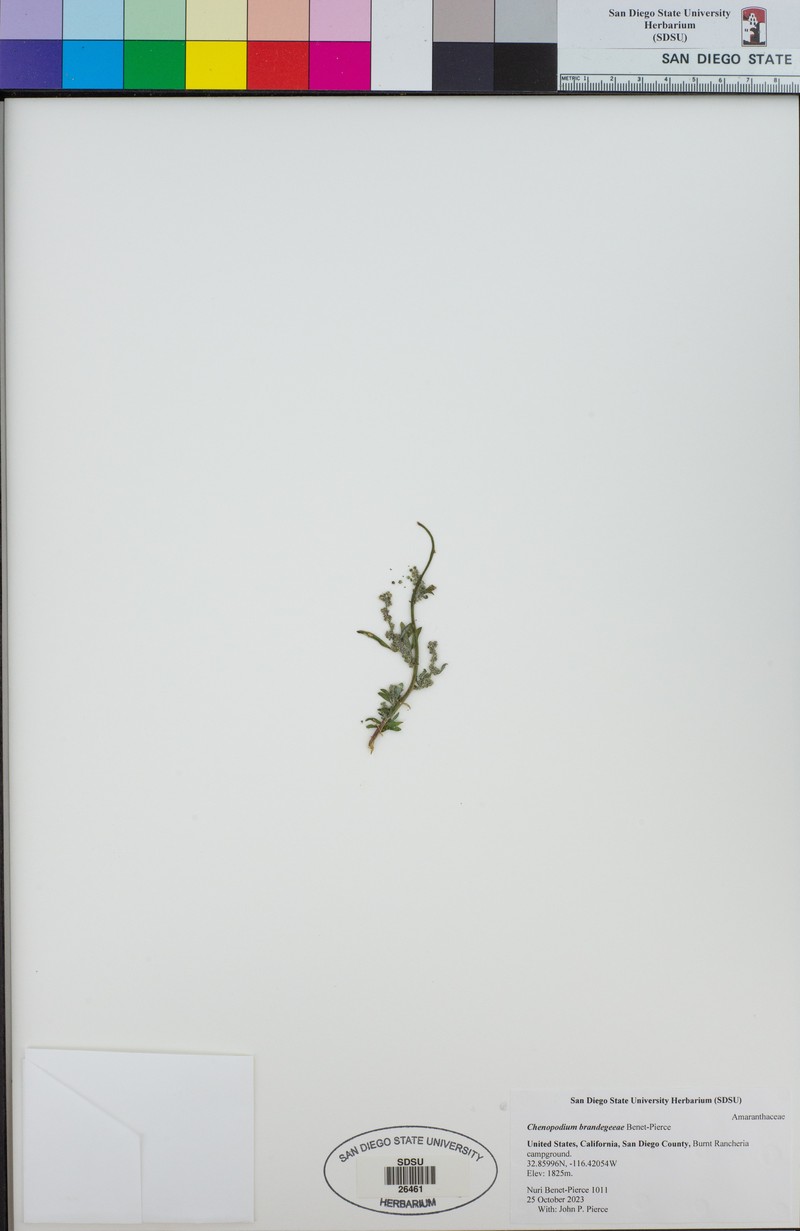 Chenopodium brandegeeae photo 6