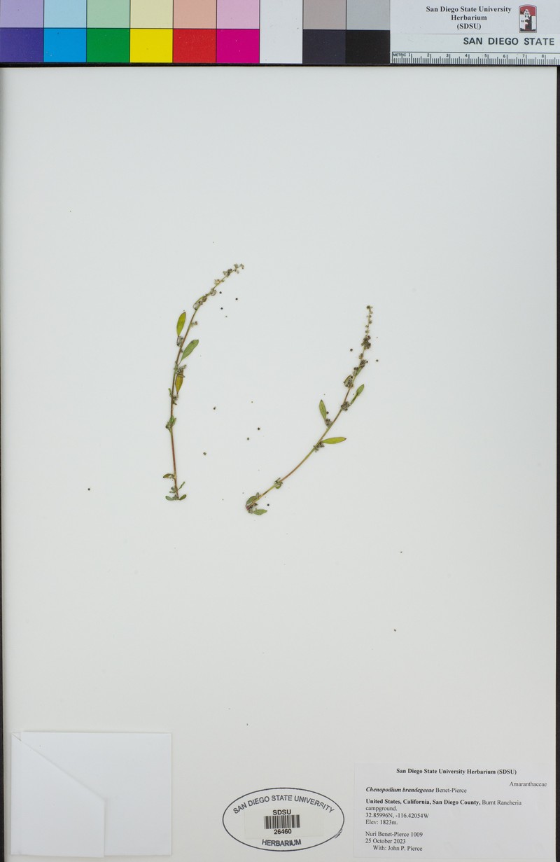 Chenopodium brandegeeae photo 7