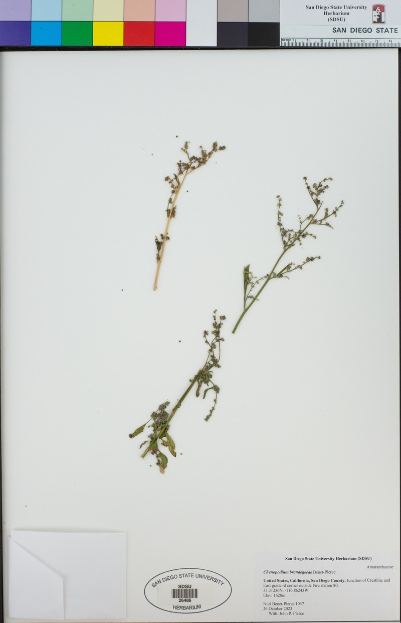 Chenopodium brandegeeae photo 8