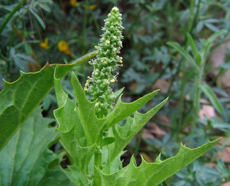 California Goosefoot