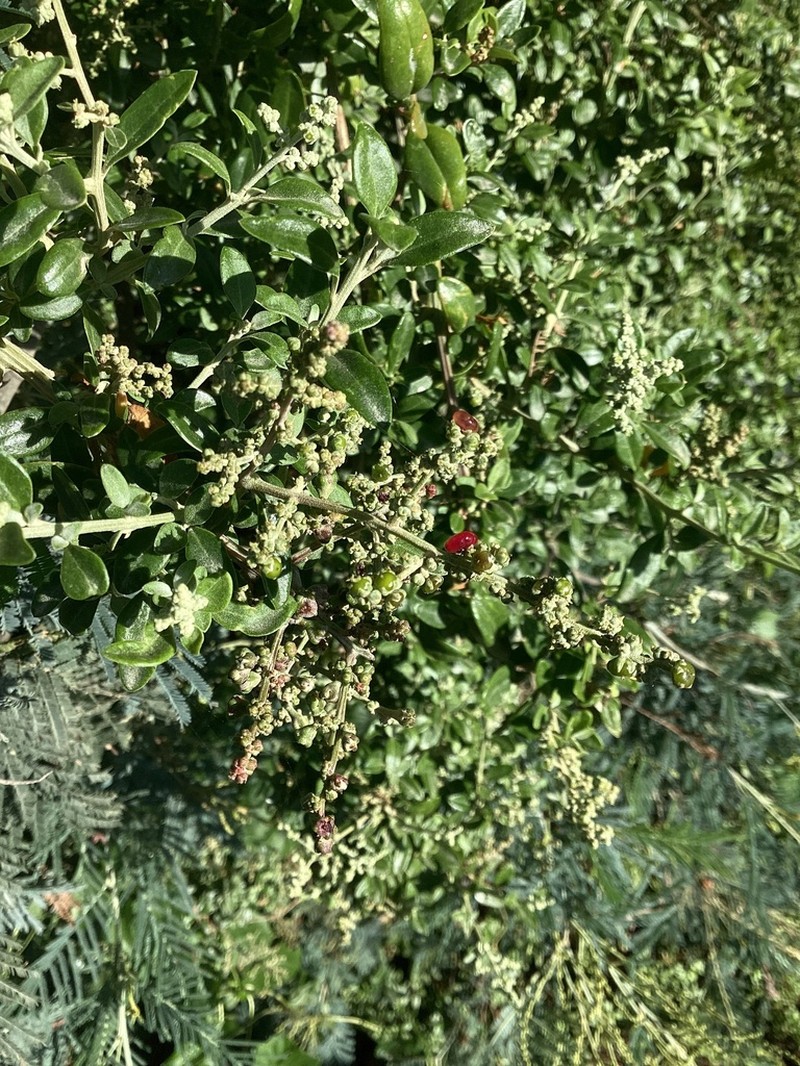 Chenopodium candolleanum