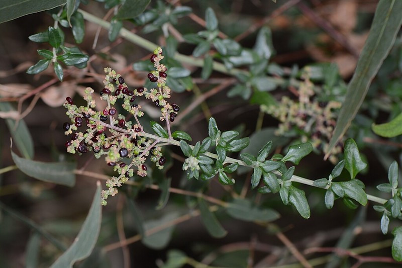 Chenopodium candolleanum photo 2