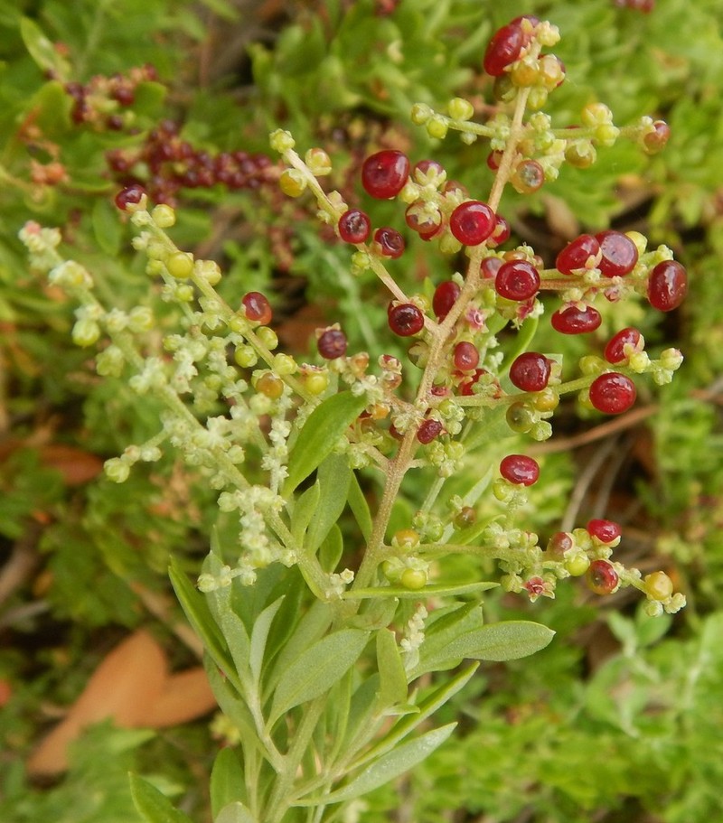 Chenopodium candolleanum photo 3