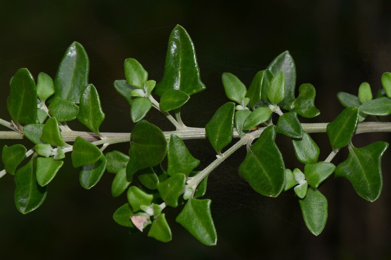 Chenopodium candolleanum photo 4
