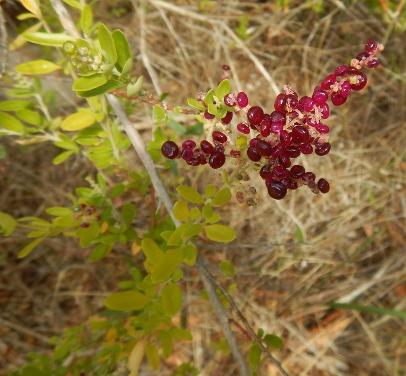 Chenopodium candolleanum photo 5