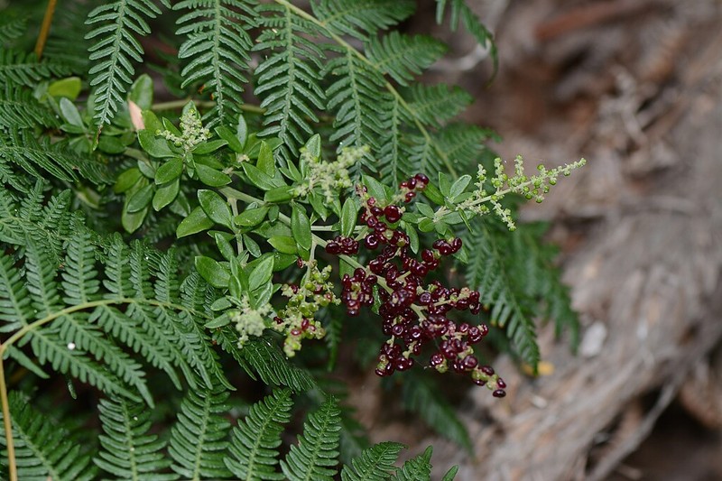 Chenopodium candolleanum photo 6