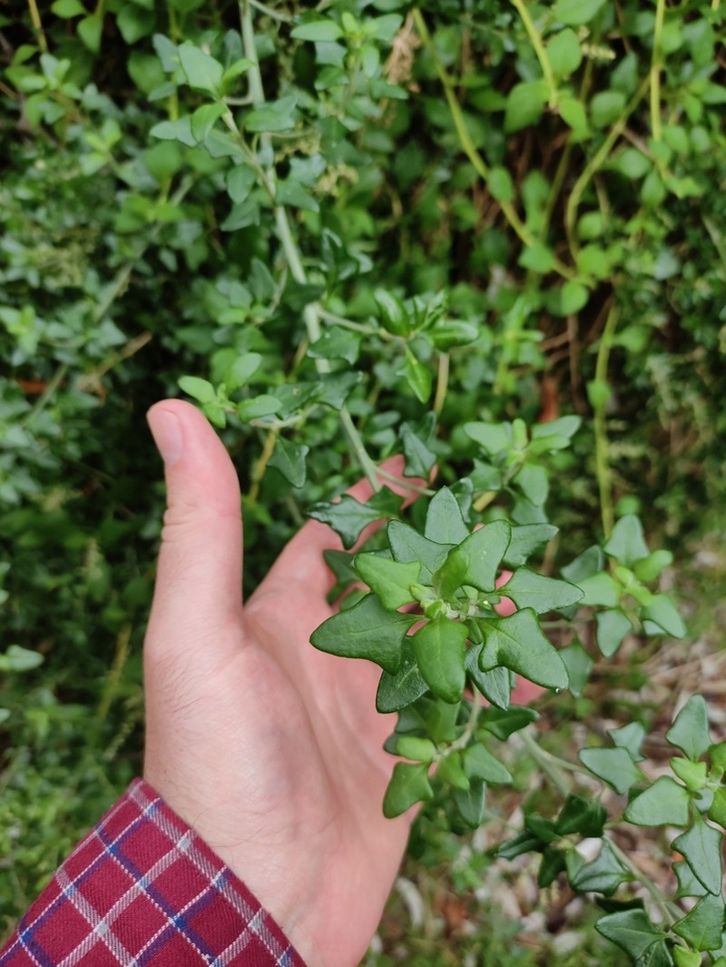 Chenopodium candolleanum photo 8