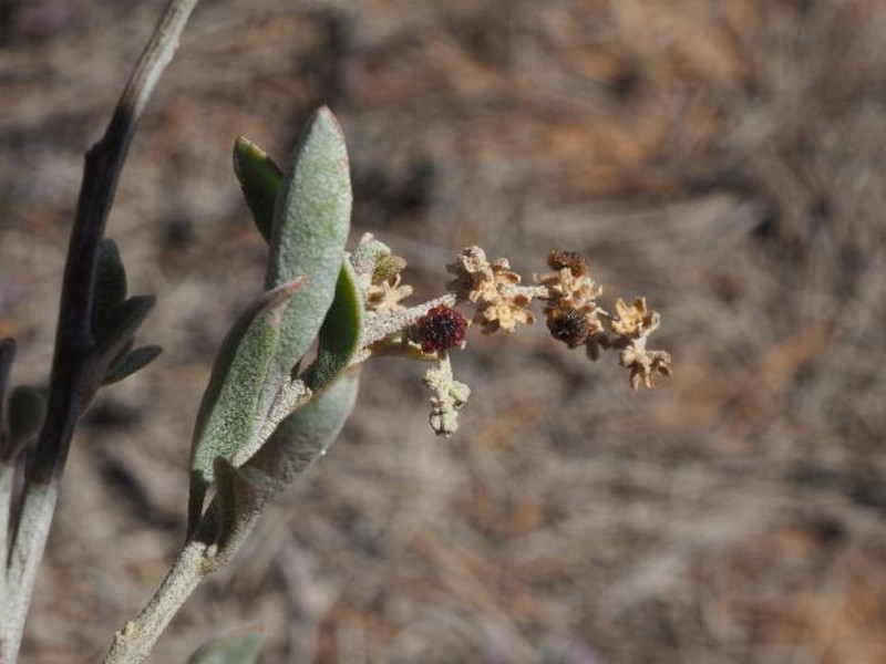 Chenopodium candolleanum subsp. argenteum