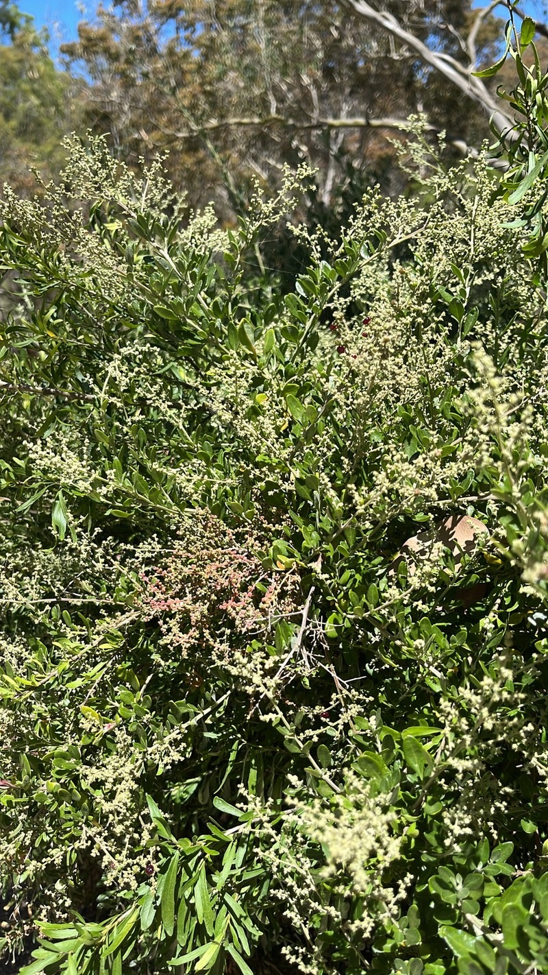 Chenopodium candolleanum subsp. candolleanum photo 2