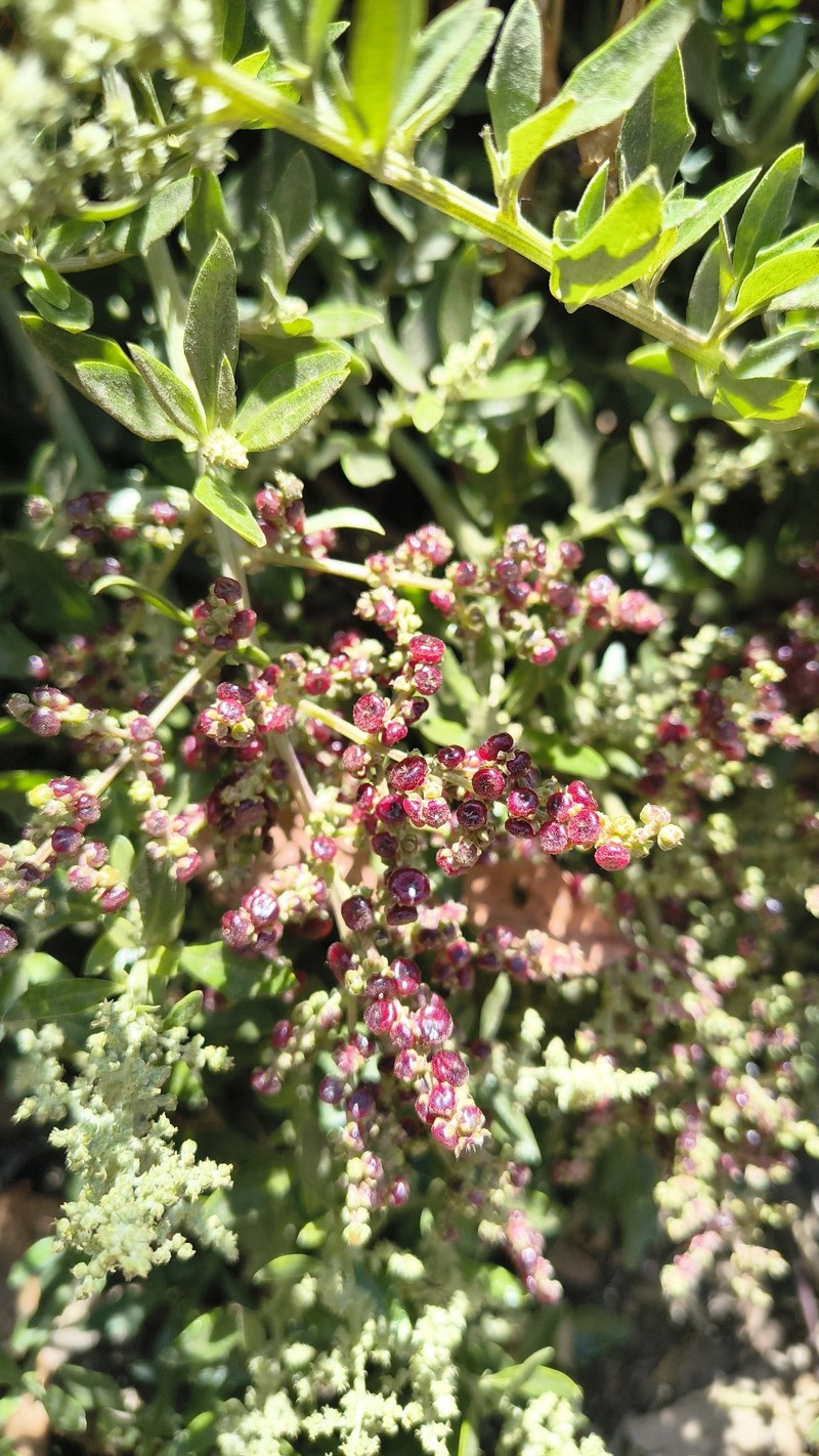 Chenopodium candolleanum subsp. candolleanum photo 3