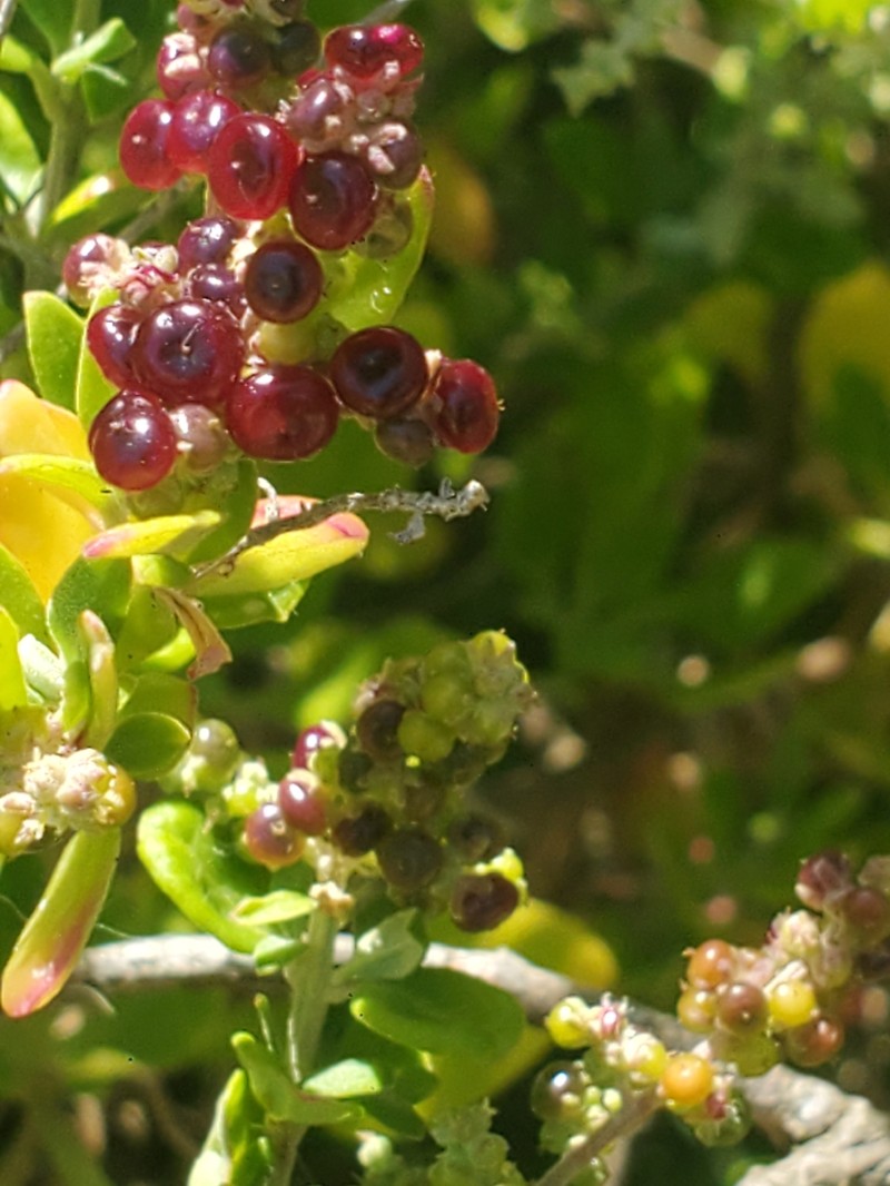 Chenopodium candolleanum subsp. candolleanum photo 4