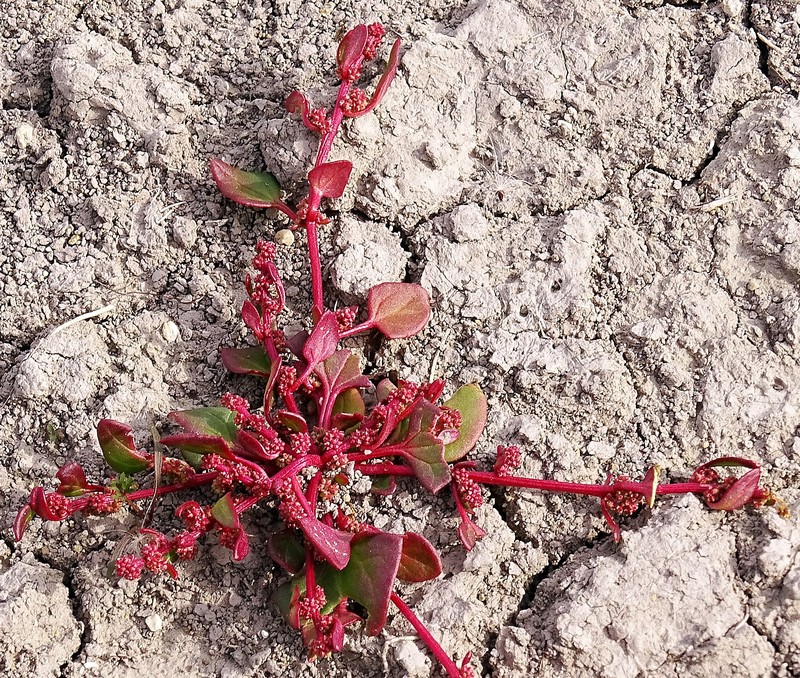 Low Goosefoot photo 4