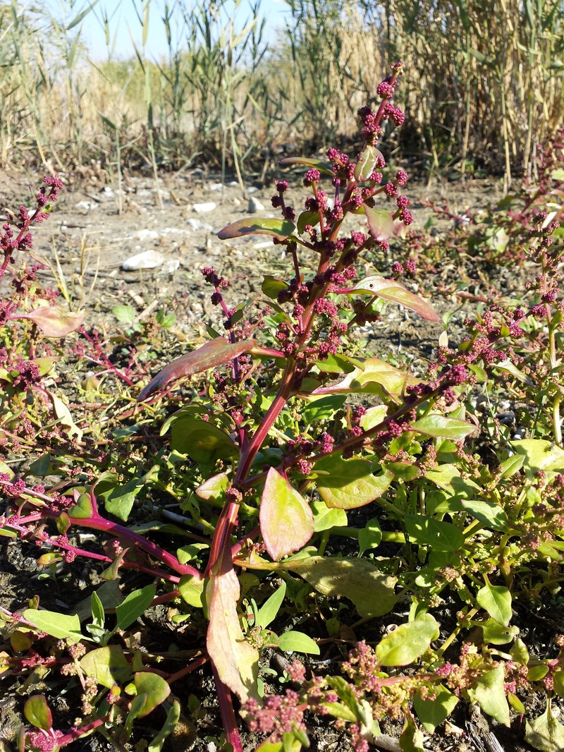 Low Goosefoot photo 2