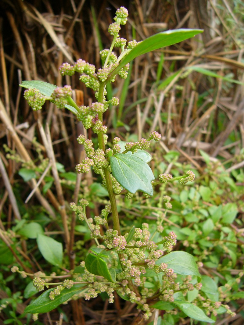 Low Goosefoot photo 3