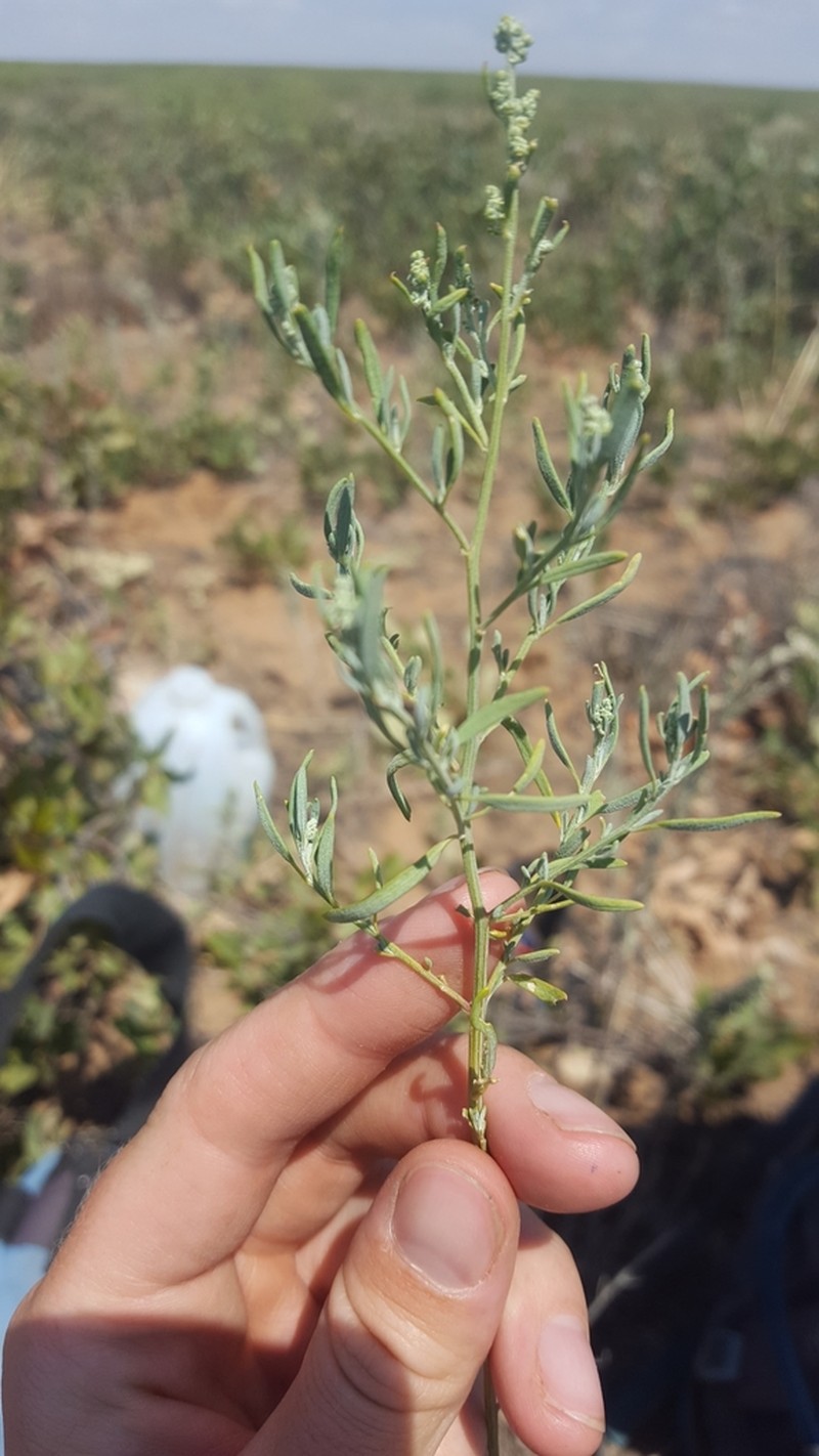 Sandhill Goosefoot