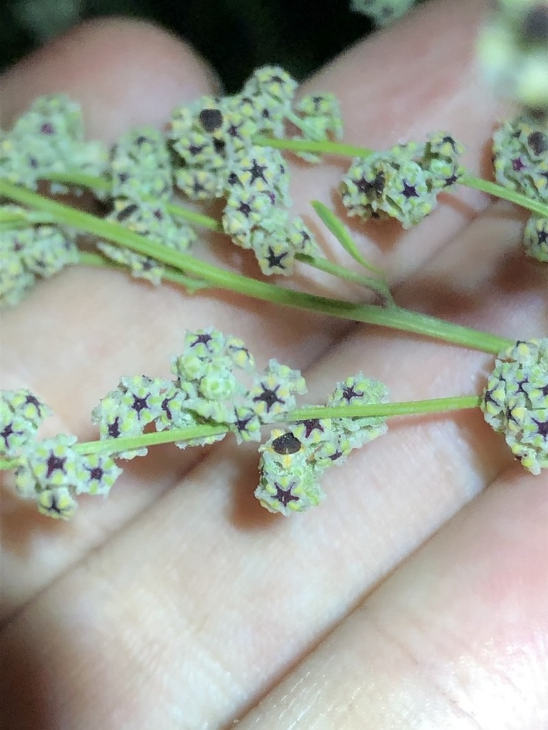Sandhill Goosefoot photo 2
