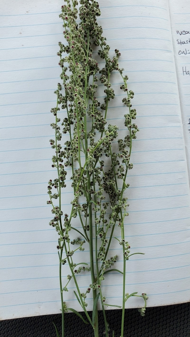Sandhill Goosefoot photo 3