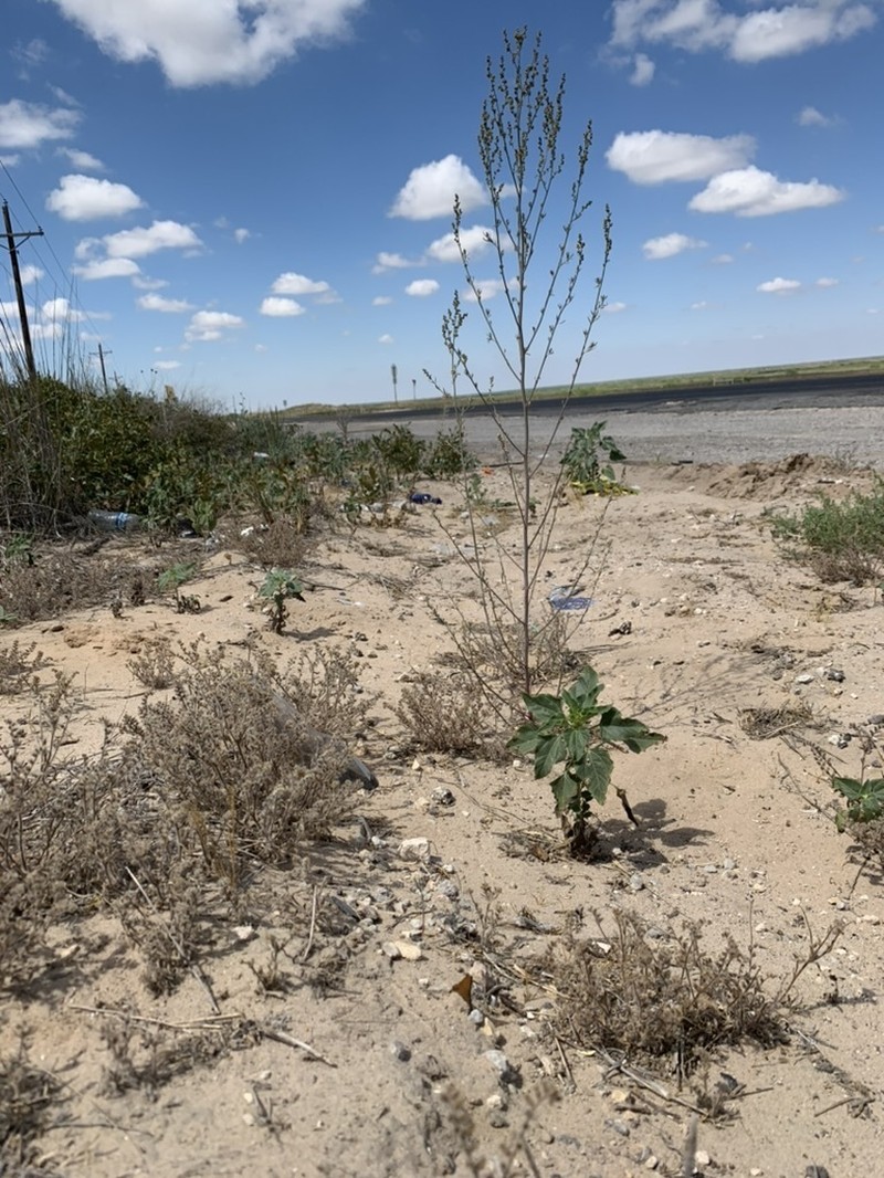 Sandhill Goosefoot photo 4