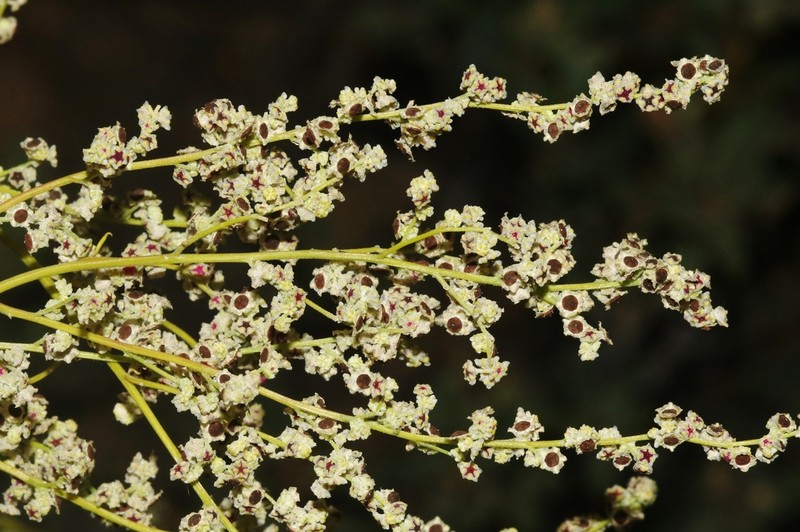 Sandhill Goosefoot photo 5