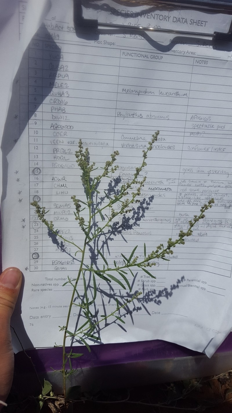 Sandhill Goosefoot photo 6