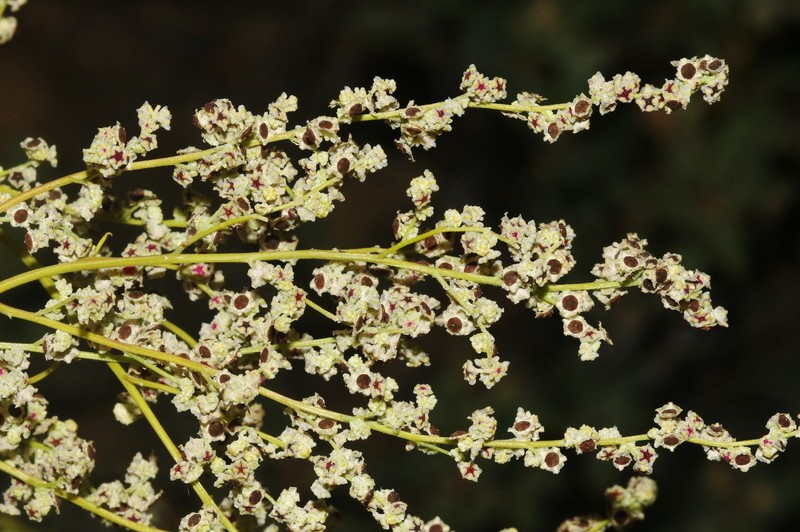 Sandhill Goosefoot photo 7