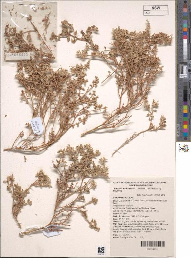 Chenopodium desertorum subsp. desertorum